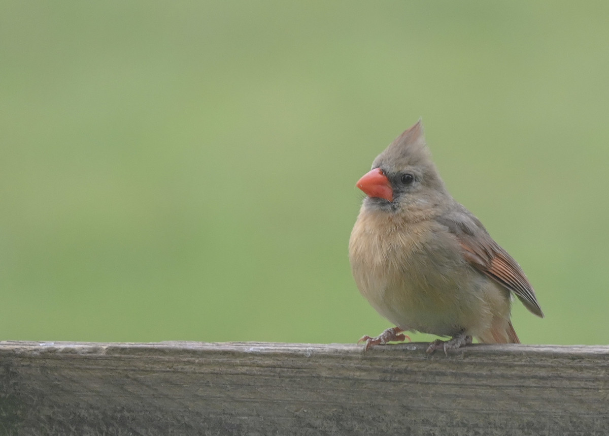 Cardinal Rules