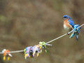 Bluebird