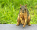 Eastern Fox Squirrel