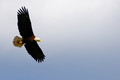 Bald Eagle (Haliaeetus leucocephalus)