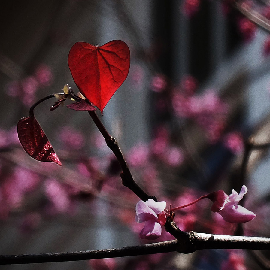 Spring Love in Kentucky