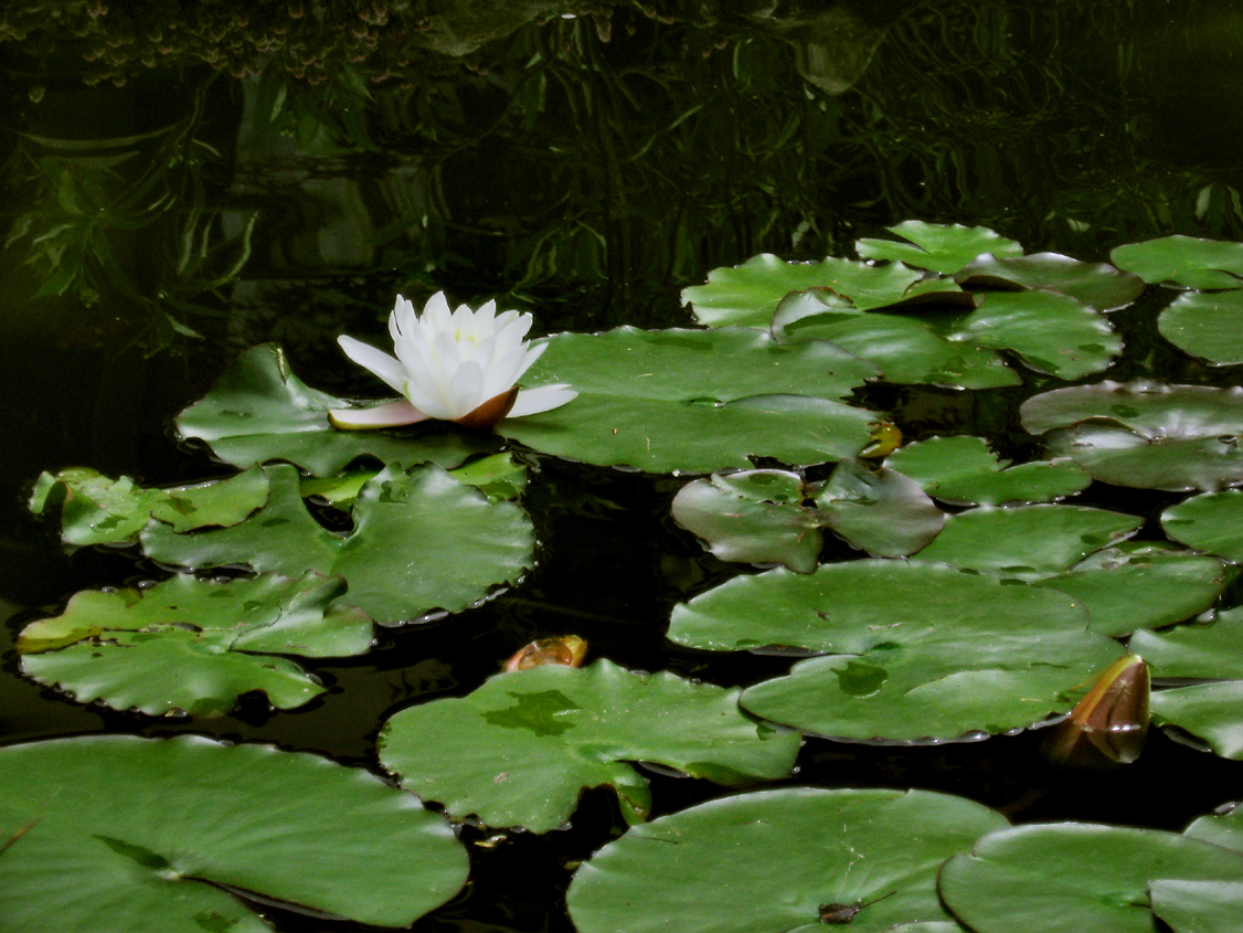 Lonesome Lily