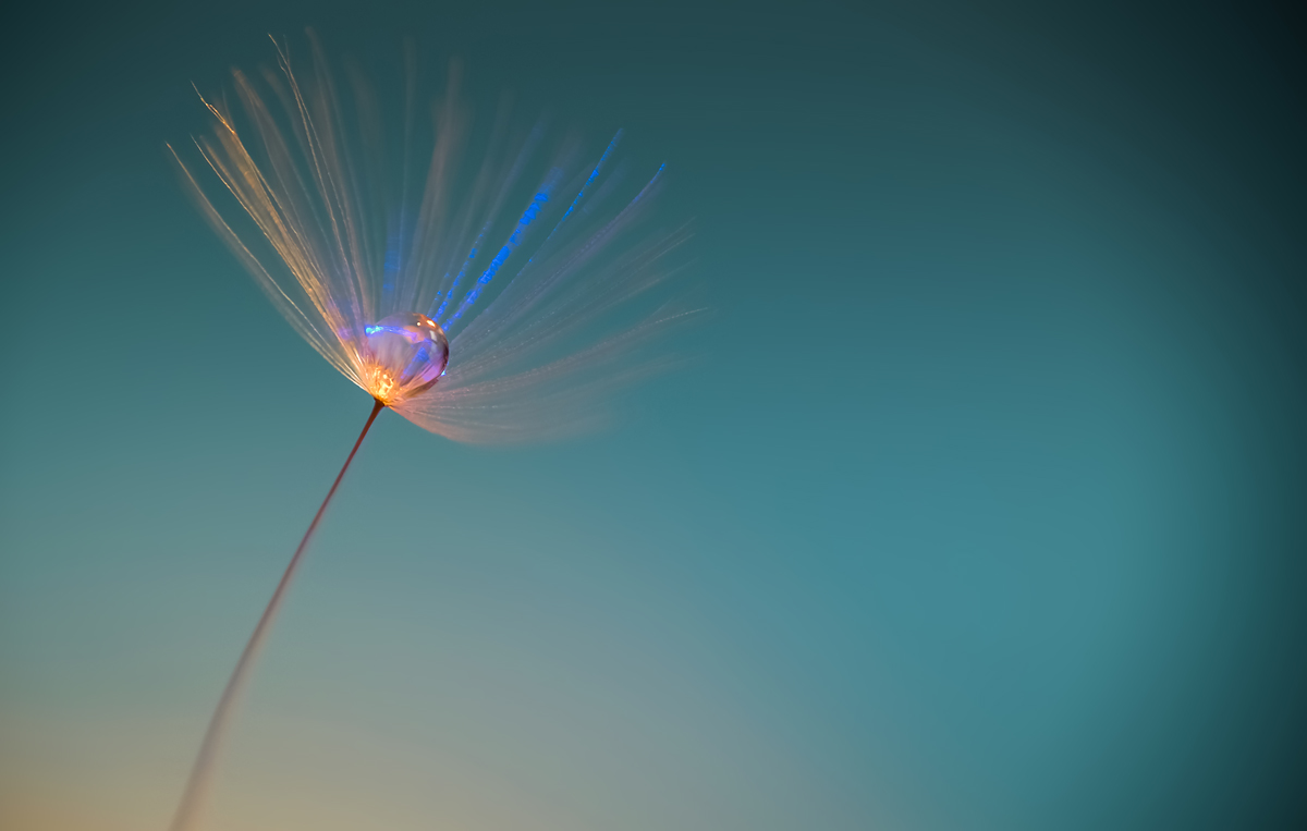 make a wish