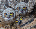 I raise and/or rehabilitate orphaned critters!