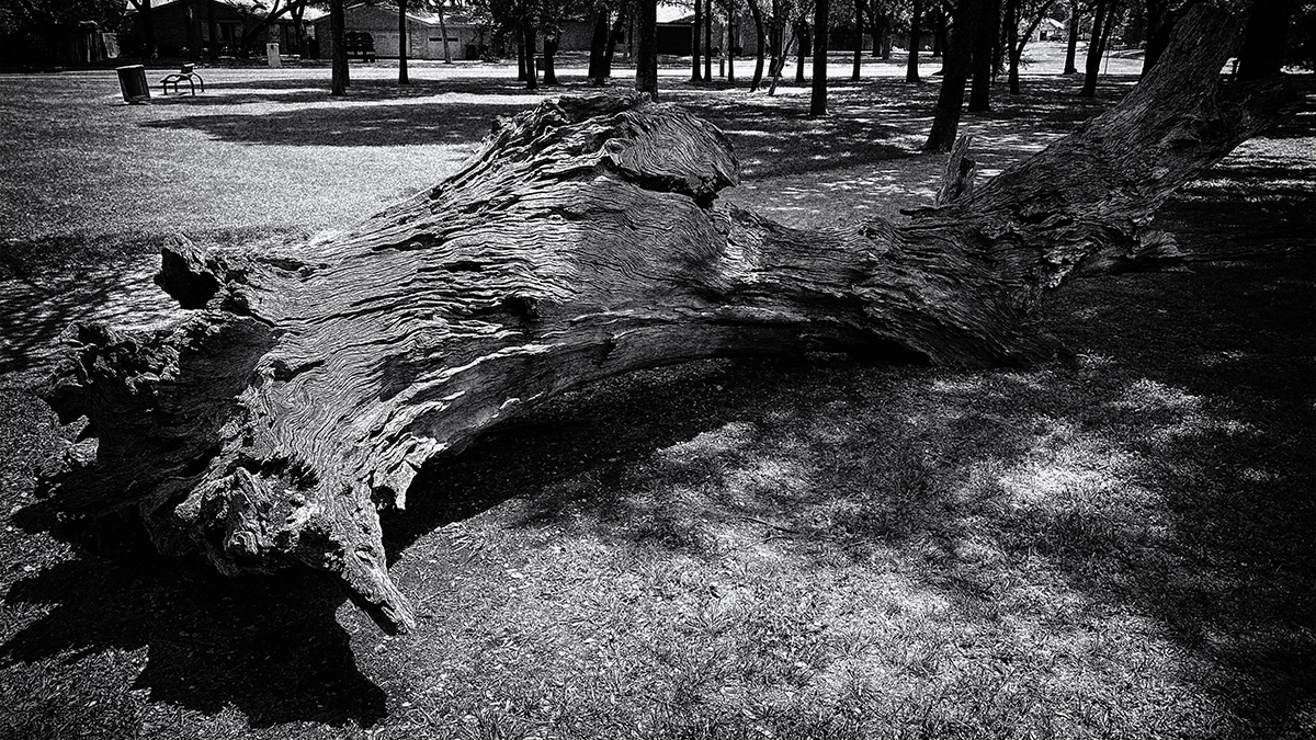 old log in an empty place