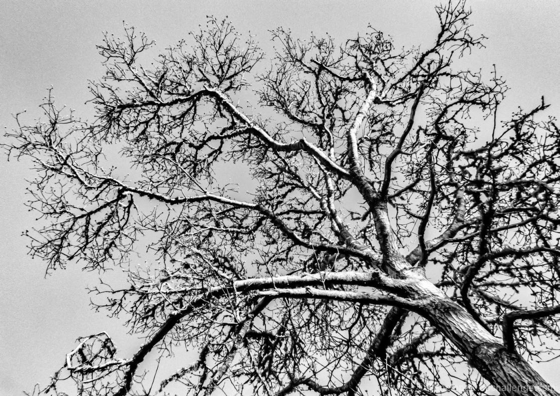 Budding Oak