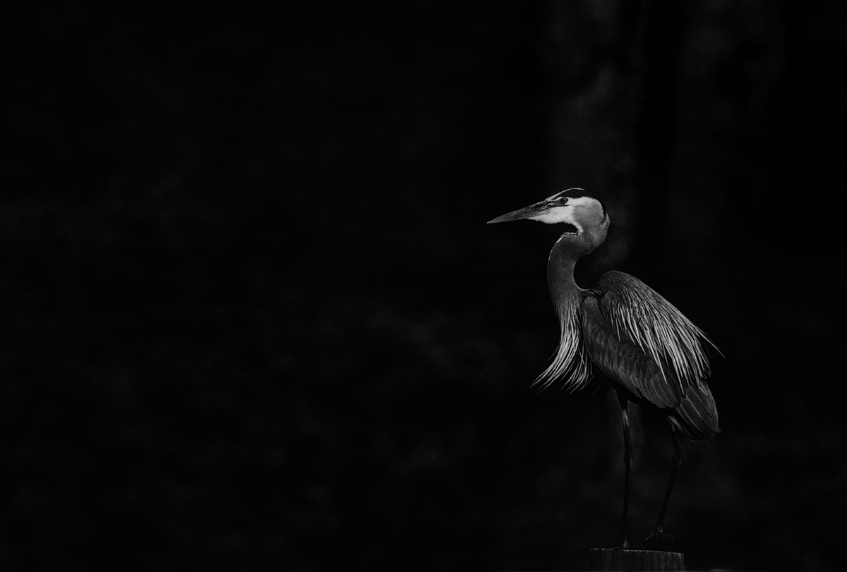 The Night Watch