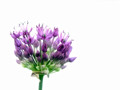 Growing Flower