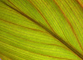 Spring growth