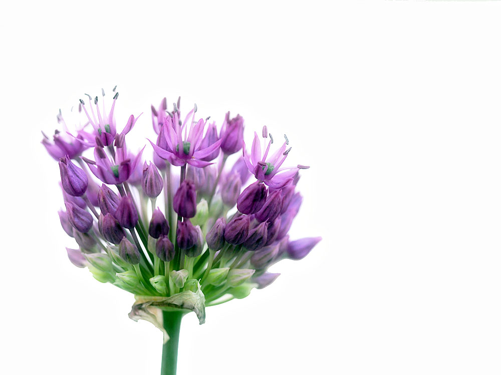 Growing Flower