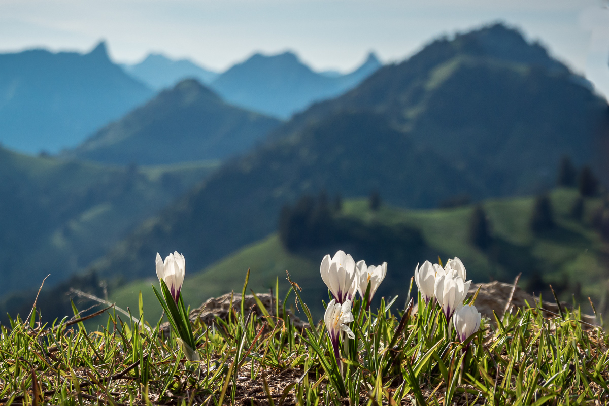 New Growth in Spring