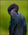 Resting Blue