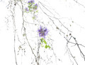 Clematis  on Dead Beech