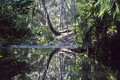 Sydney Bushland Pond