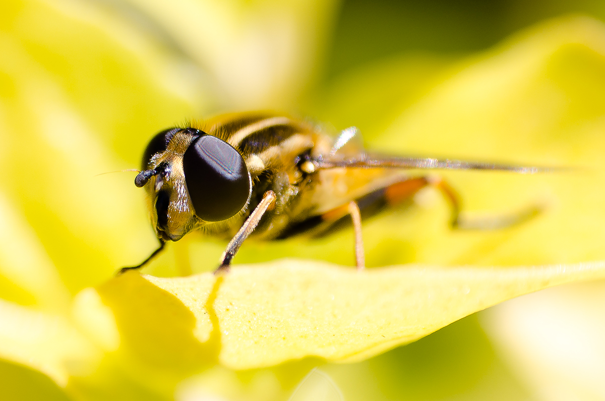 Hoverfly
