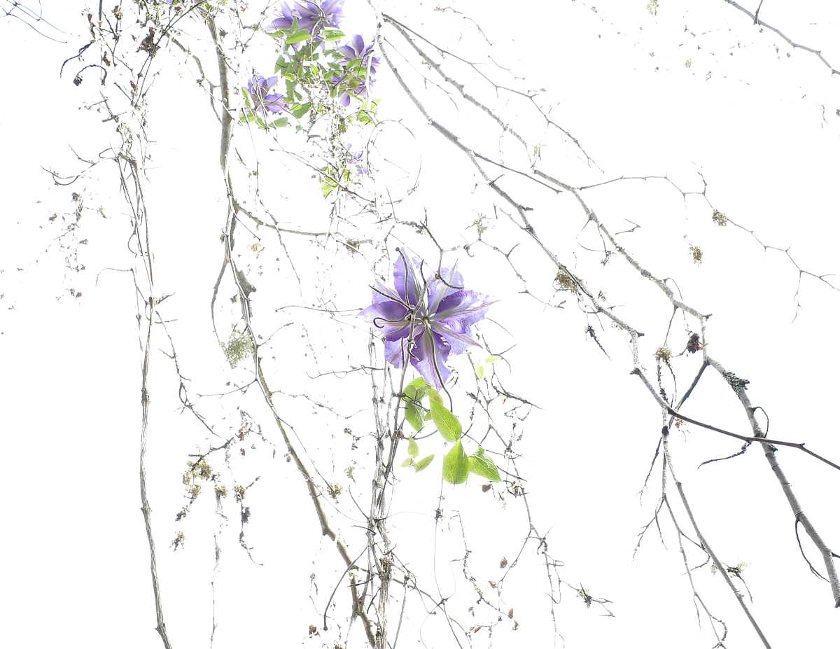 Clematis  on Dead Beech