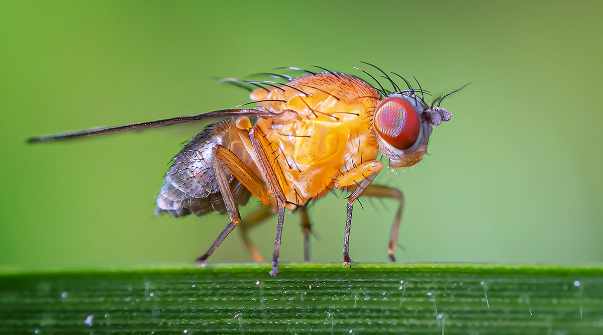 Portrait of a Fruit Fly - 3mm long (1/8th inch) including the wings