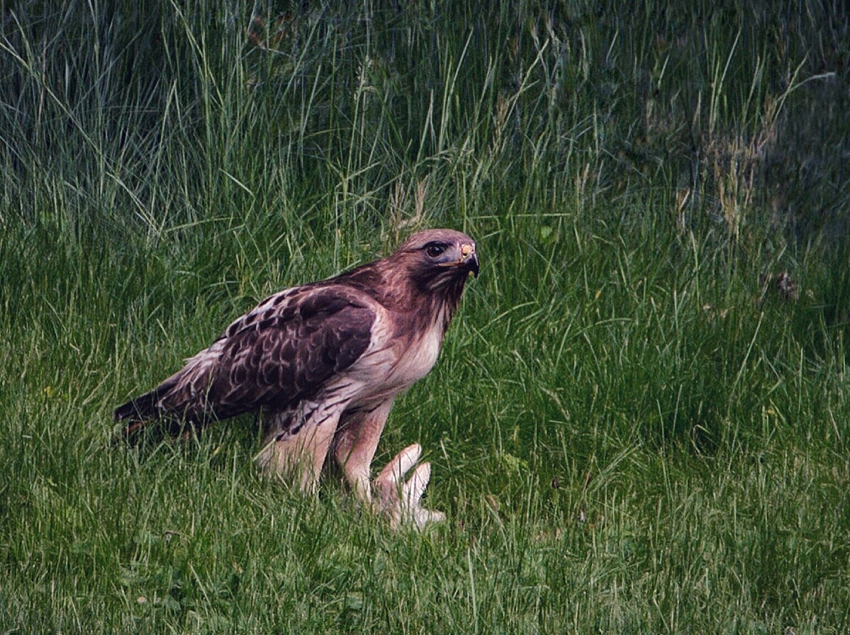 A special spring visitor (red-tailed hawk with wild hare)