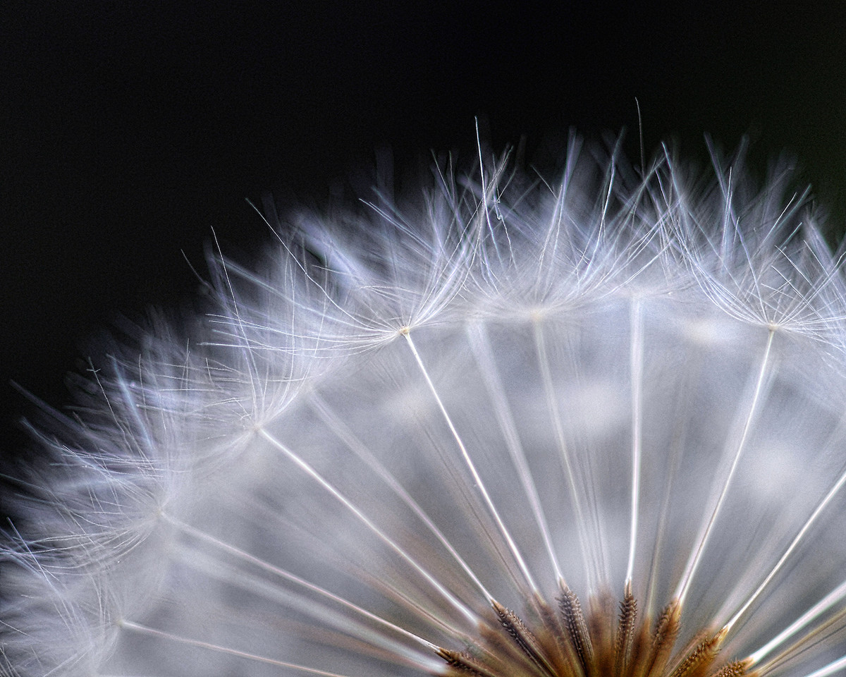 Dandelion Macro