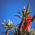 Callistemon