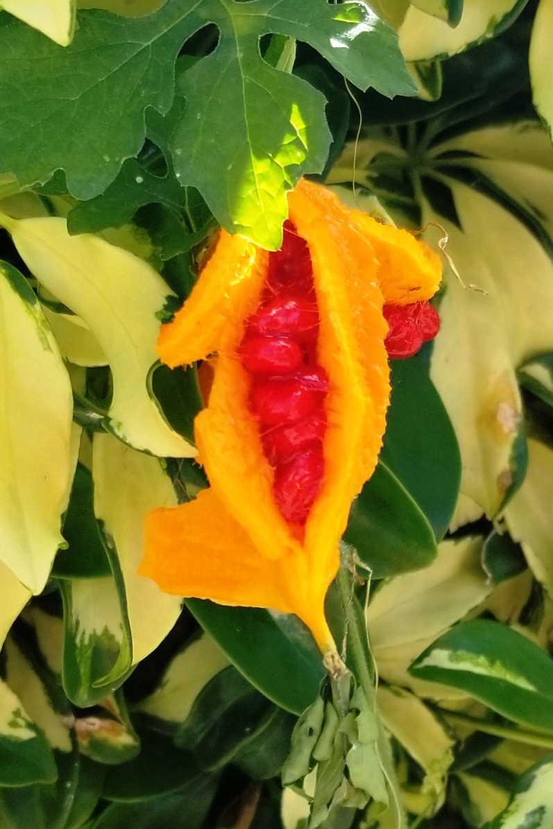 Interesting Fruit