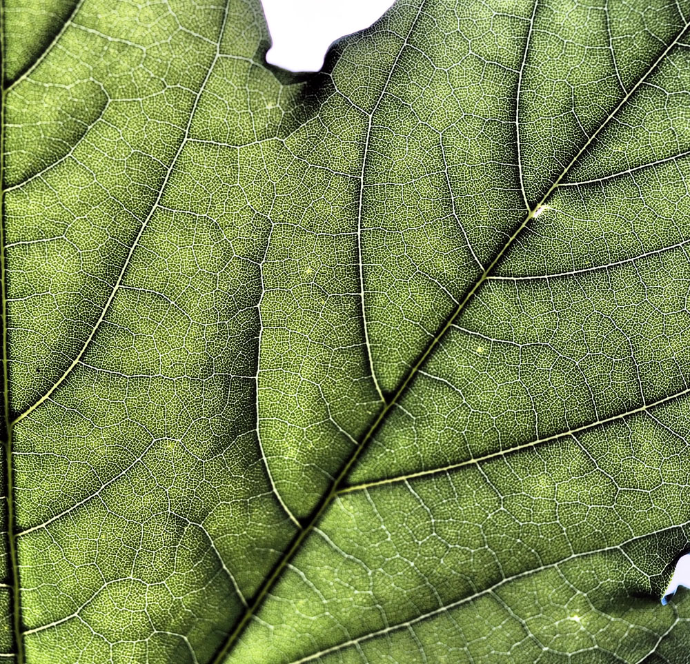 I dont do portraits Here my in morning sun Maple Leaf Portrait