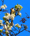IMG_3475spring III