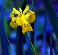 Wild Golden Iris