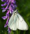 Spring butterfly