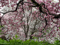 magnolia tree