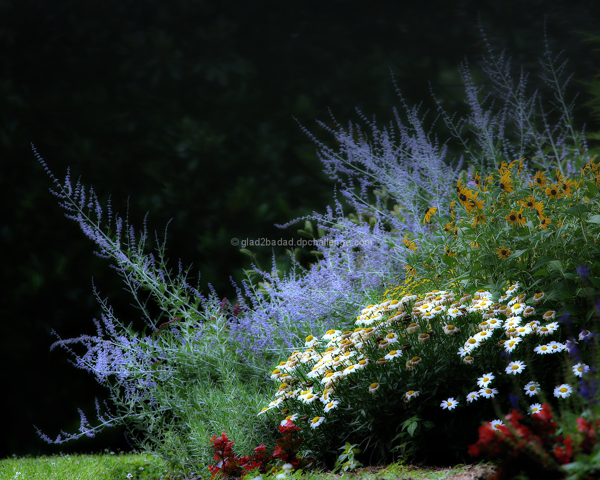flowers at our house