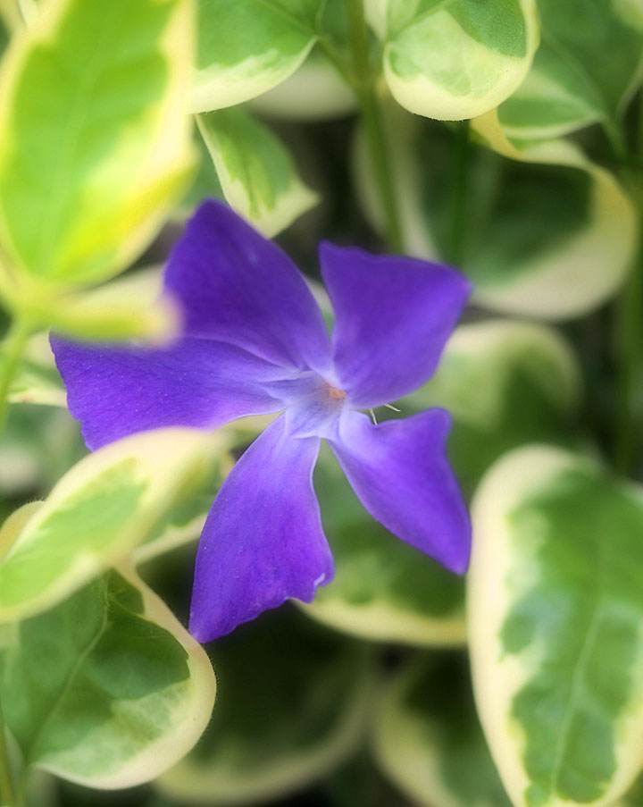 Hosta Blooming