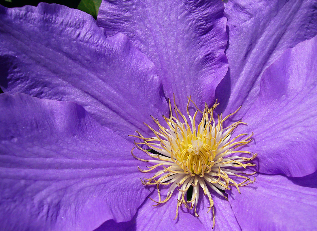 Spring flower