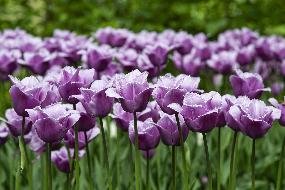 Keukenhof in spring