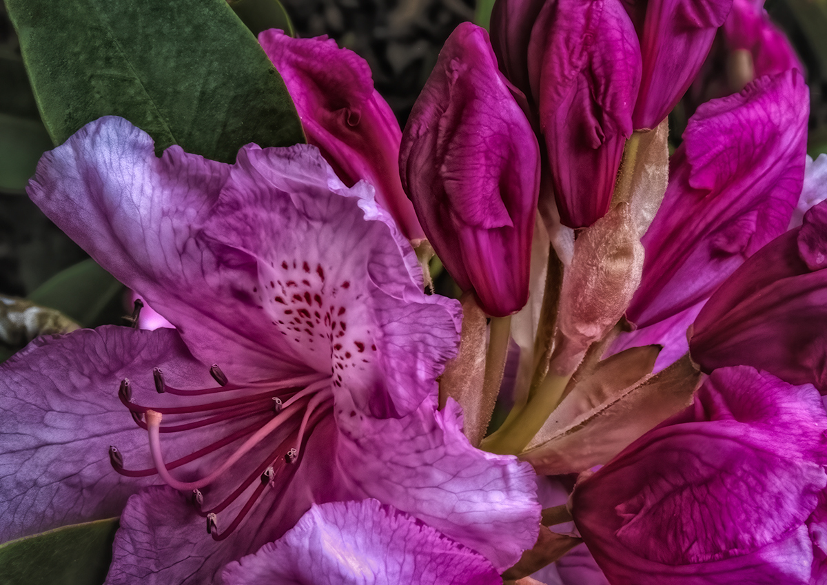 Rhododendrons Unfurling