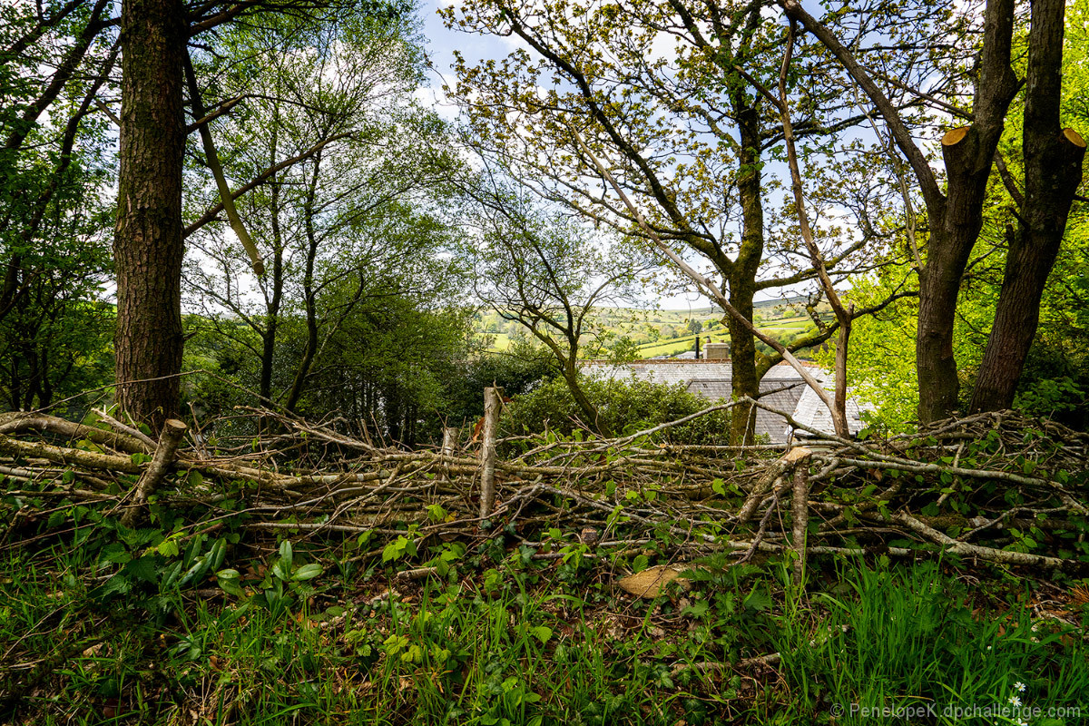 Re-Establishing the Practice of Hedge Laying, Didworthy, Devon