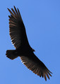 Black Vulture in flight