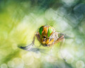 green-eyed fly with hairy legs & bokeh 