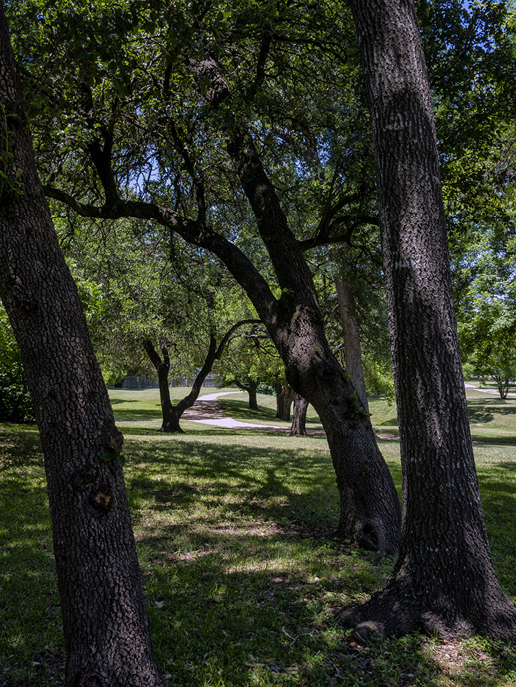 Live oak country