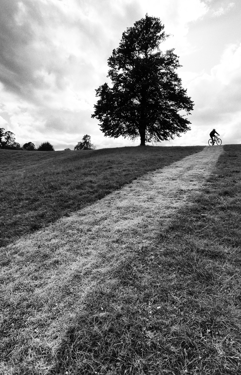 Tree and Cyclist