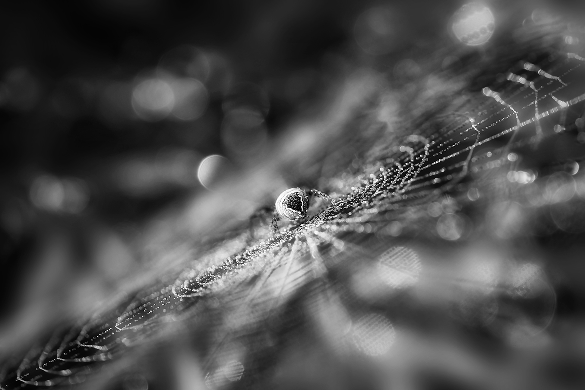 web weaver