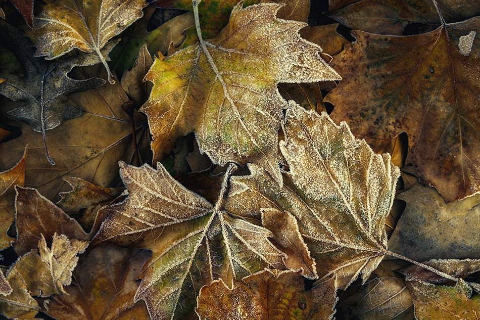 Shapes Of Winter To Come