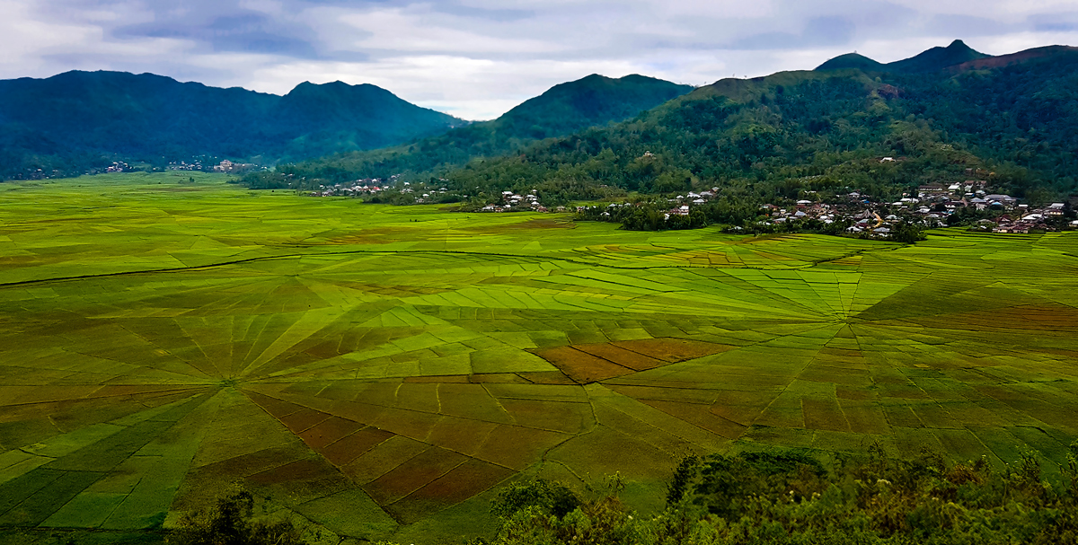 cobweb agriculture