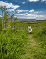 The Fun-to-Run-Dog-Trail