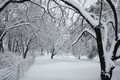 cherry tree path