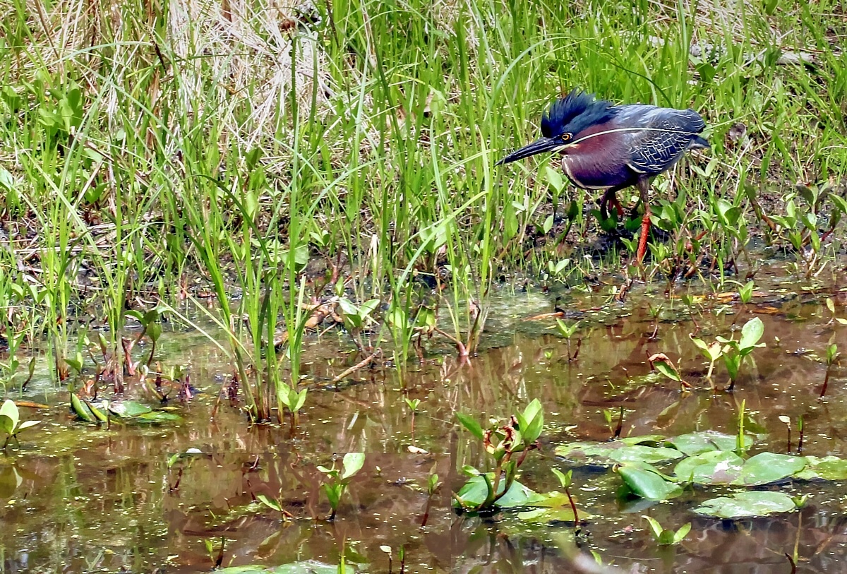 Stroll by a Wetland Marsh