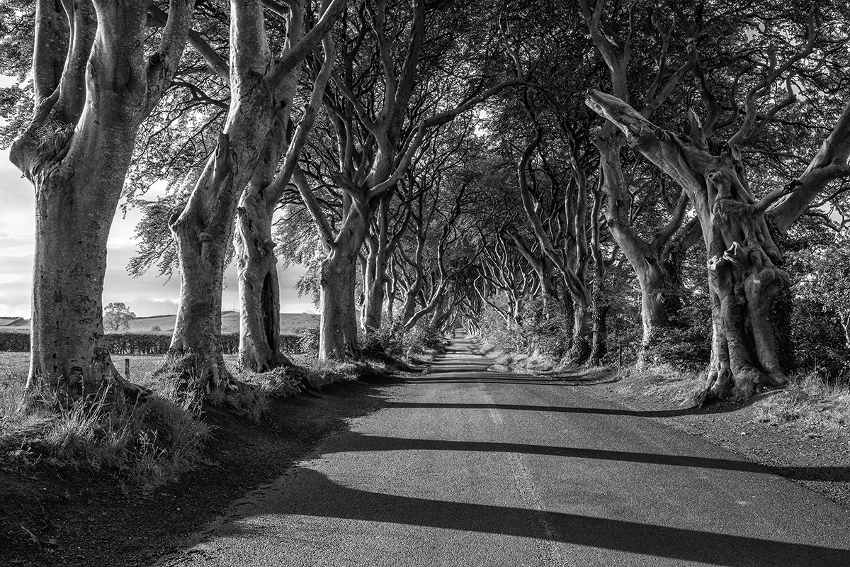 The Dark Hedges