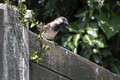 Sitting on the fence