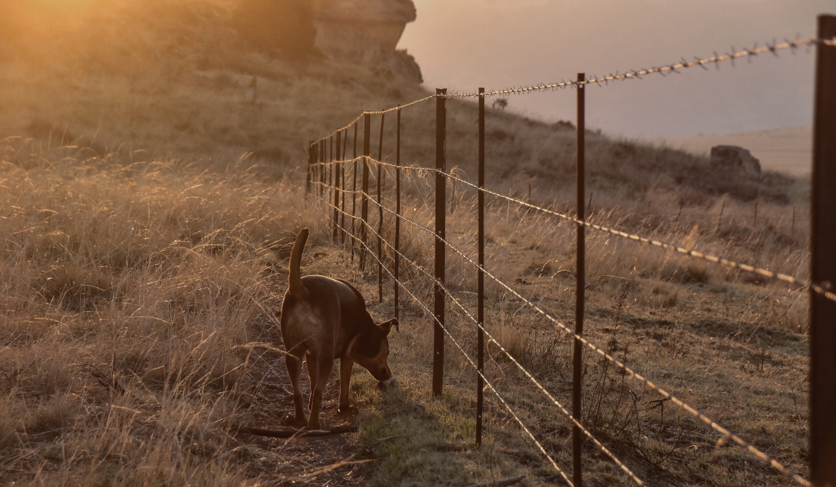 Fence inspection