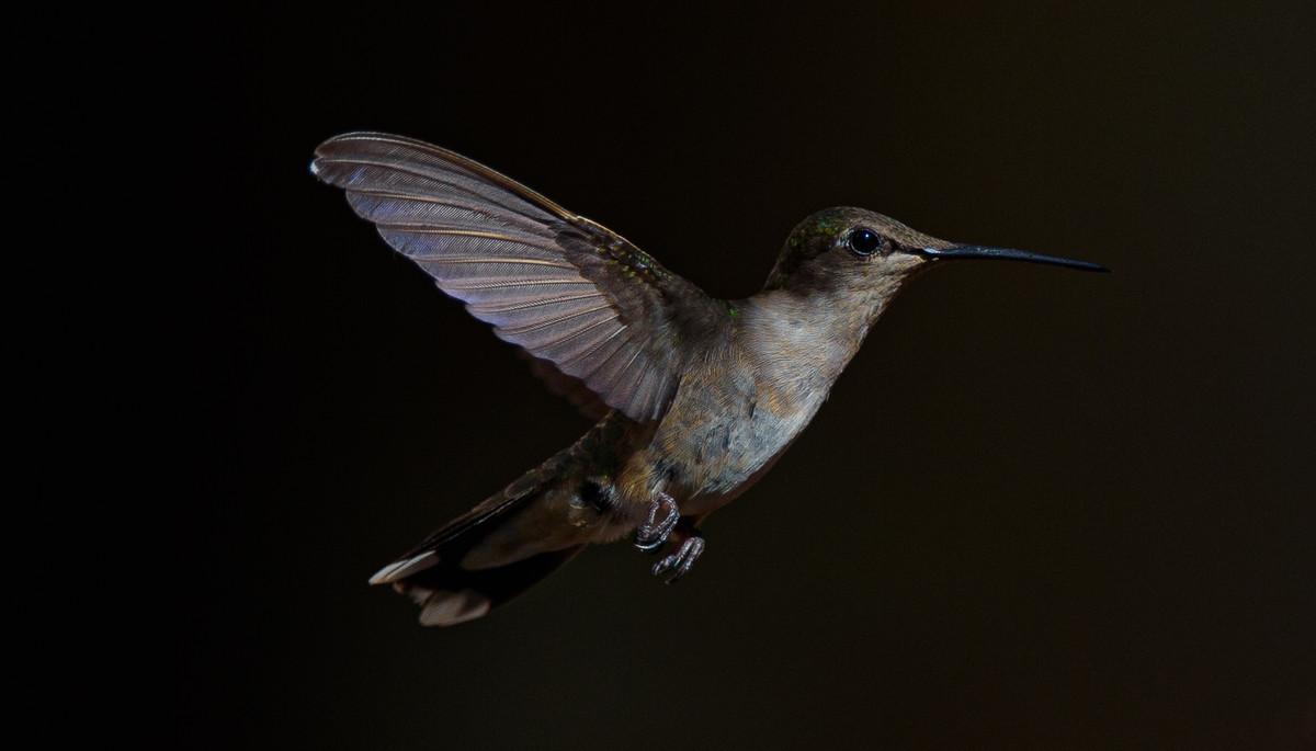 Evening Hummer.